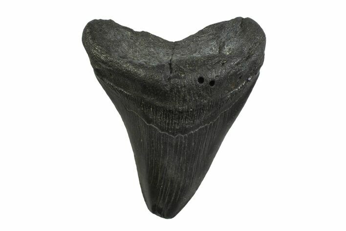 Bargain, Fossil Megalodon Tooth - South Carolina #356828